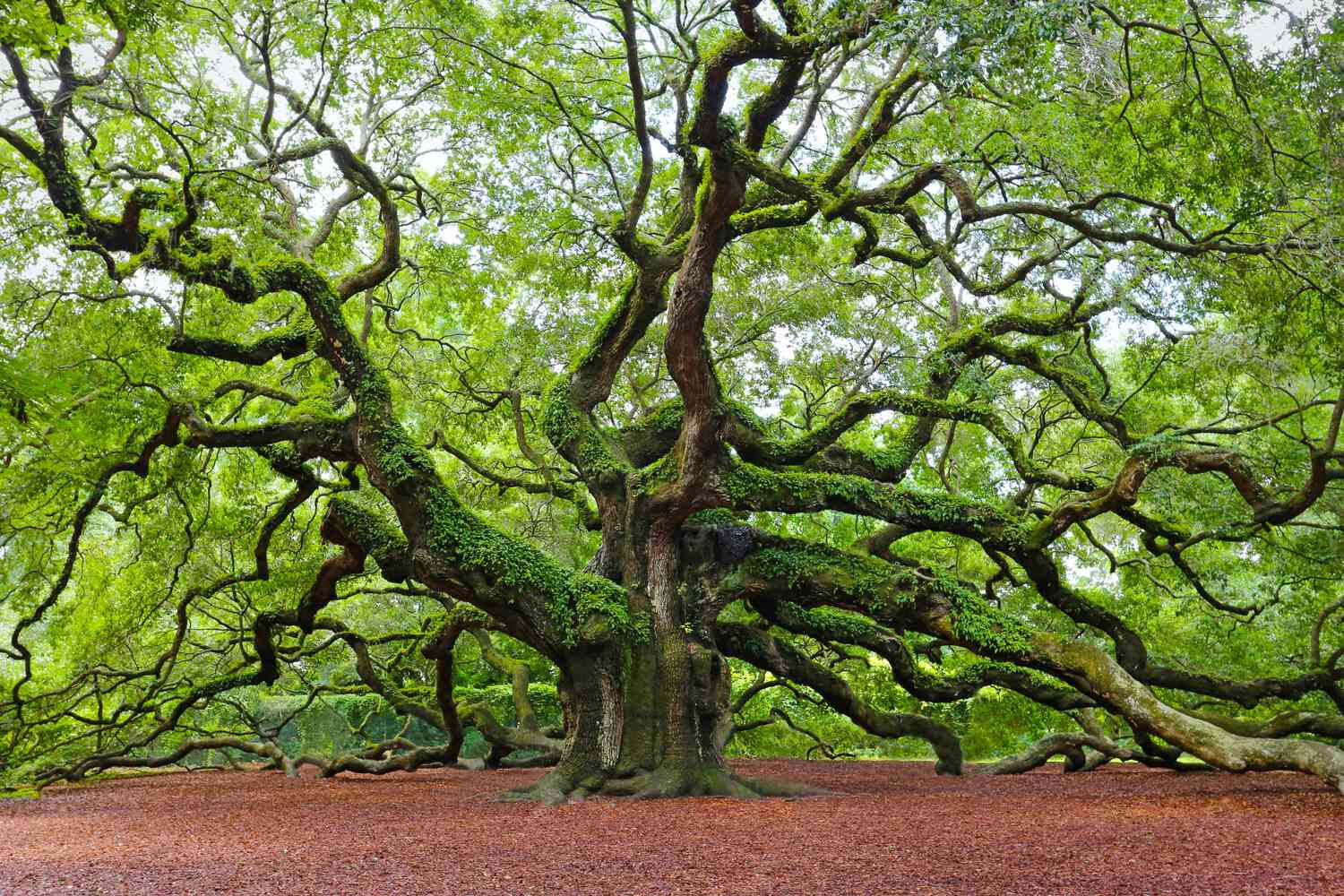 journey_oaktree